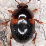 Anisotoma humeralis (2.7–4 mm)