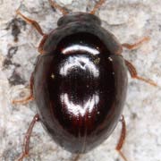 Anisotoma orbicularis (2–3 mm)