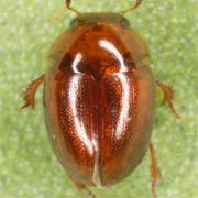 Leiodes badia (1.5–2.2 mm)