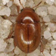 Leiodes pallens (2.2–3.2 mm)