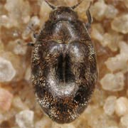 Pelochares versicolor (1.9–2.2 mm)