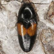 Drapetes cinctus (4–5 mm)