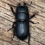 Dorcus parallelipipedus (19–32 mm)