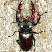 Lucanus cervus (25–75 mm)