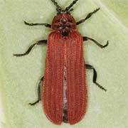 Dictyopterus aurora (7–13 mm)