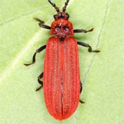 Lopherus rubens (7–10 mm)