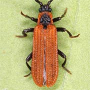 Platycis cosnardi (7–8 mm)