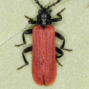 Platycis minutus (5–10 mm)