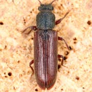 Lyctus pubescens (2.5–5.5 mm)