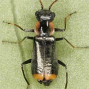 Axinotarsus marginalis (2.5–2.7 mm)