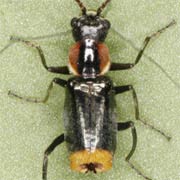 Axinotarsus pulicarius (3–3.5 mm)