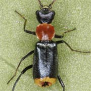 Axinotarsus ruficollis (3–3.5 mm)