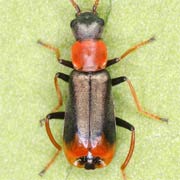 Cerapheles terminatus (3–4 mm)