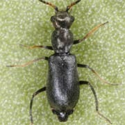 Charopus flavipes (2.2–2.3 mm)