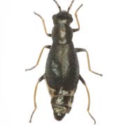 Charopus pallipes (2–2.5 mm)