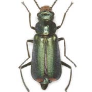 Clanoptilus strangulatus (4–5.5 mm)