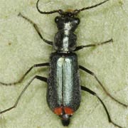 Cordylepherus viridis (4–5 mm)
