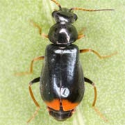 2.5 - 3 mm