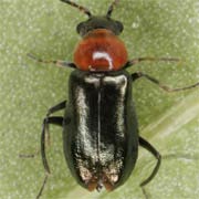 Ebaeus thoracicus (2.2–2.5 mm)