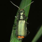 Malachius bipustulatus (5.5–6 mm)