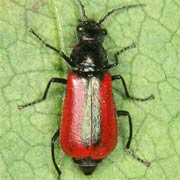 Malachius rubidus (5.5–6 mm)