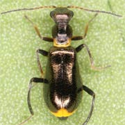 2.5 - 3 mm