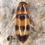 Abdera quadrifasciata (2.5–4 mm)