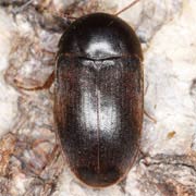 Eustrophus dermestoides (4–5 mm)