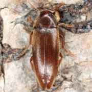 Orchesia luteipalpis (4–5 mm)