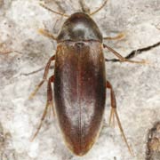 Orchesia minor (3–4 mm)