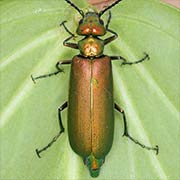 Lytta vesicatoria (9–21 mm)