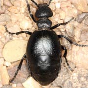 Meloe scabriusculus (6–25 mm)