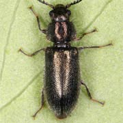 Aplocnemus virens (5–5.5 mm)