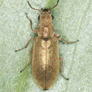 Danacea pallipes (3.2–4.2 mm)