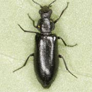 Dasytes niger (3.5–4.5 mm)