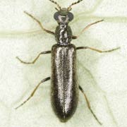 Dasytes plumbeus (3.5–4.6 mm)