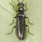 Dasytes virens (3.8–4.5 mm)