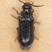 Trichoceble memnonia (3.5–5.3 mm)