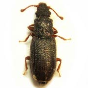 Monotoma brevicollis (2–2.3 mm)