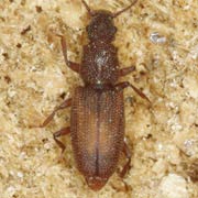 Monotoma conicicollis (2.5–3 mm)