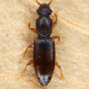 Monotoma longicollis (1.4–1.7 mm)