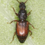 Monotoma spinicollis (2–2.3 mm)