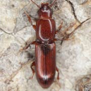 Rhizophagus ferrugineus (3.5–4 mm)