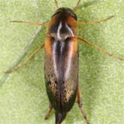 Mordellistena humeralis (3–5.5 mm)