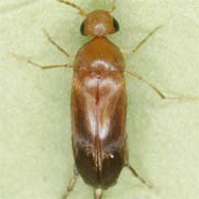 Mordellistena neuwaldeggiana (2.7–4 mm)