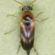 Mordellistena variegata (3–3.6 mm)