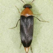 Mordellochroa abdominalis (4.5–6 mm)