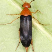Mordellochroa milleri (5–6.3 mm)