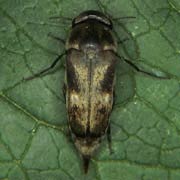 Tomoxia bucephala (5–7 mm)