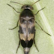 Variimorda villosa (5.5–8.5 mm)